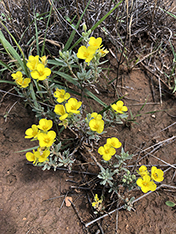 Yellow flower growing on the ground.